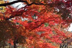 高雄山神護寺〜仁和寺