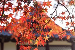 高雄山神護寺〜仁和寺