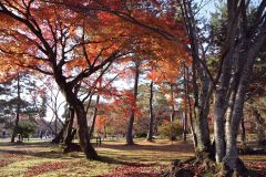 高雄山神護寺〜仁和寺