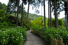 三室戸寺〜八坂