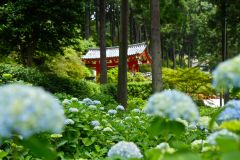 三室戸寺〜八坂